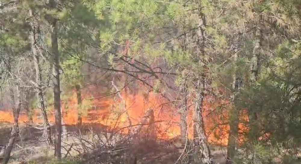 Denizli Buldanda Ormanlik Alanda Yangin Cikti 1