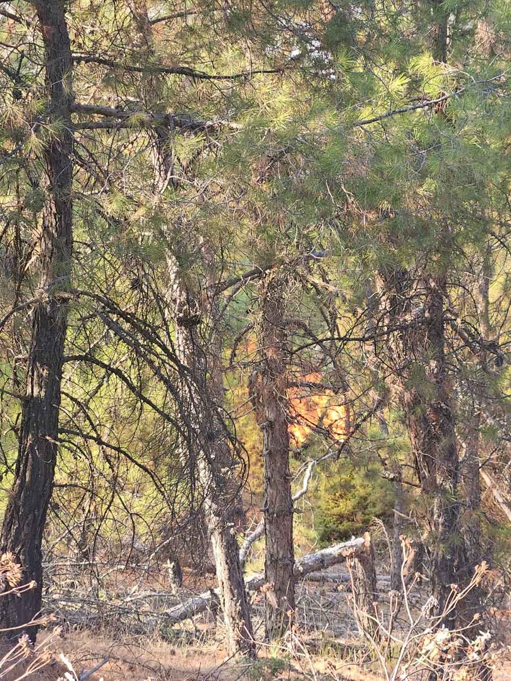 Denizli Buldanda Ormanlik Alanda Yangin Cikti 2