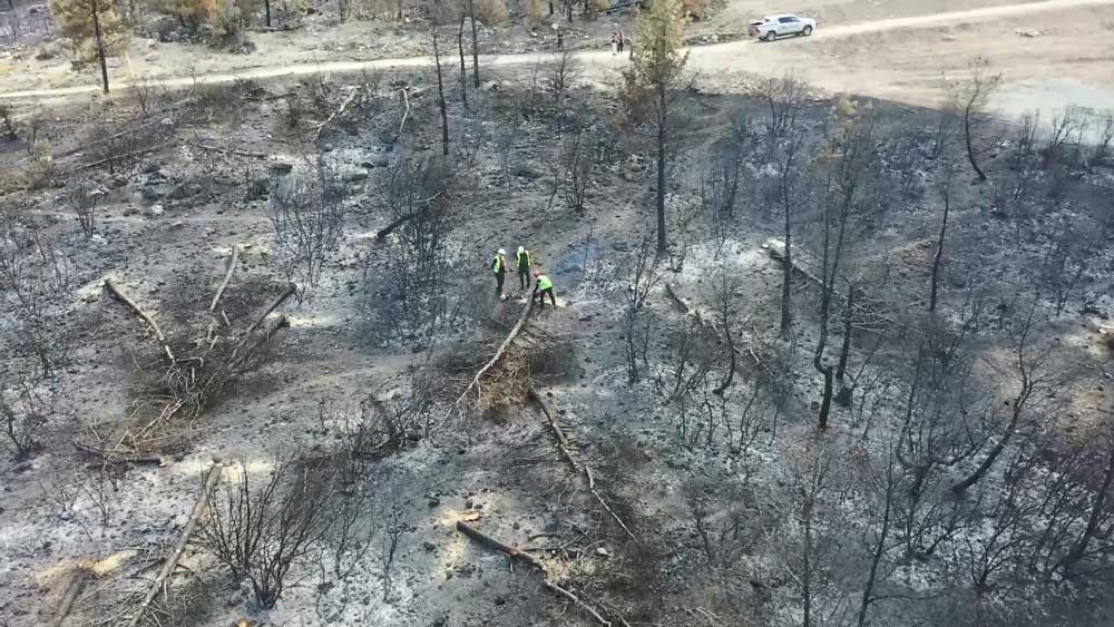 Denizli Orman Yangini Fidan Dikilecek1