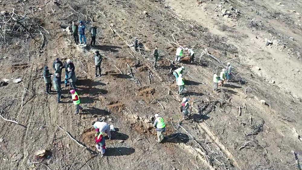 Denizli Orman Yangini Fidan Dikilecek2