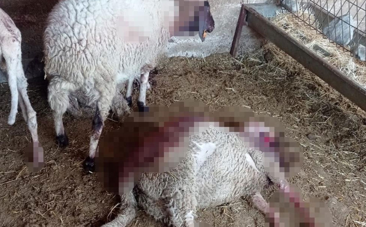 Denizlide Gece Agila Giren Kurt 8 Kuzuyu Telef Etti 1