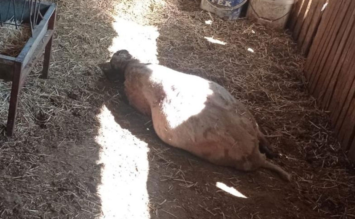 Denizlide Gece Agila Giren Kurt 8 Kuzuyu Telef Etti