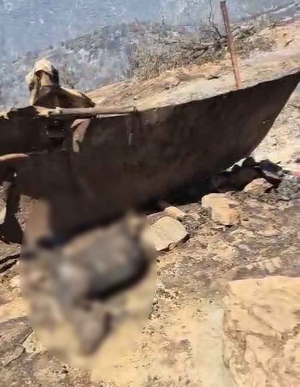 Denizlideki Yangin Bolgesinde Kurtarilamayan Hayvanlar Telef Oldu 1