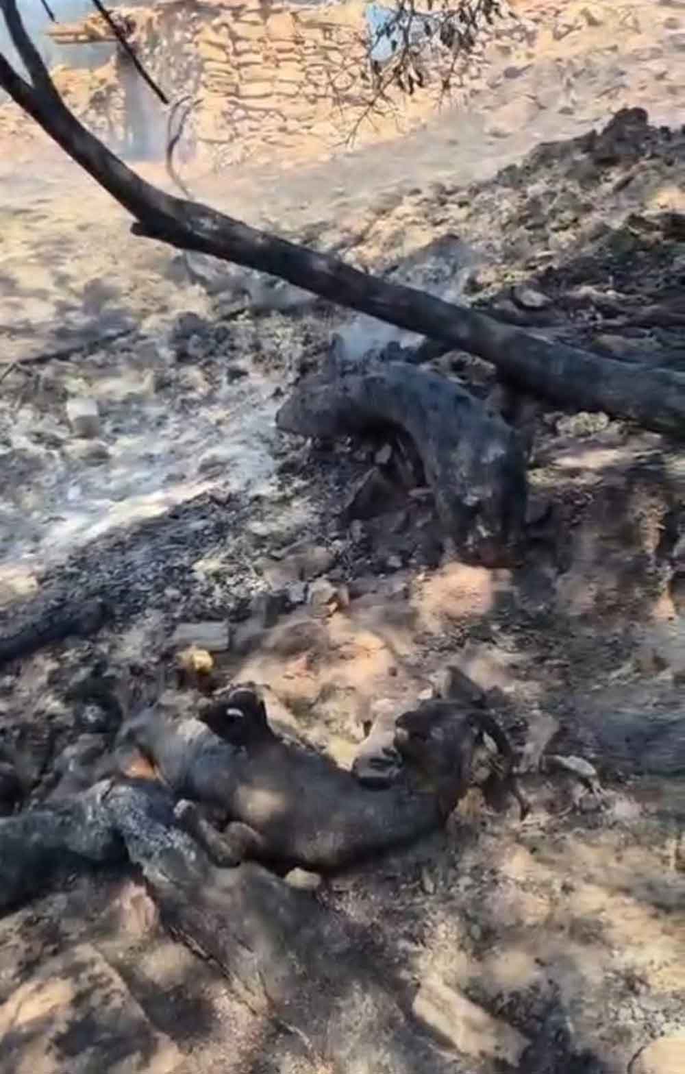 Denizlideki Yangin Bolgesinde Kurtarilamayan Hayvanlar Telef Oldu 3