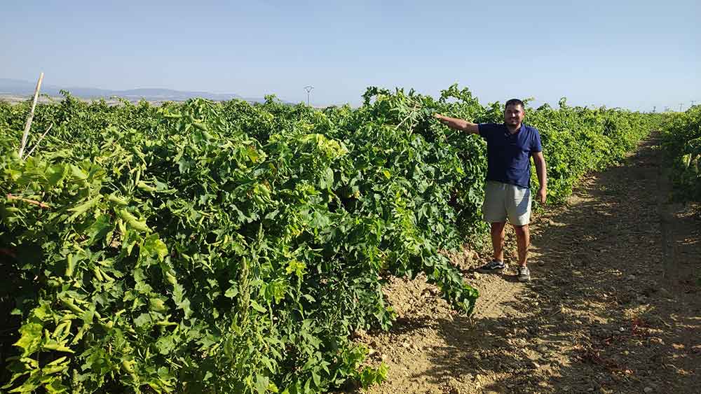 Isabey Cekirdeksiz Uzumunde Hasat Basladi 1