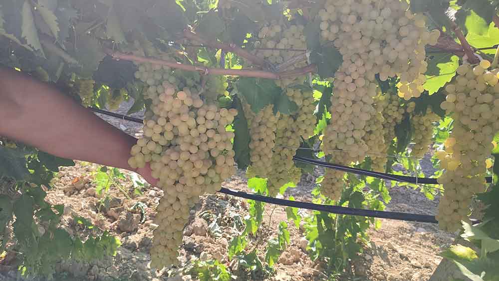 Isabey Cekirdeksiz Uzumunde Hasat Basladi 2