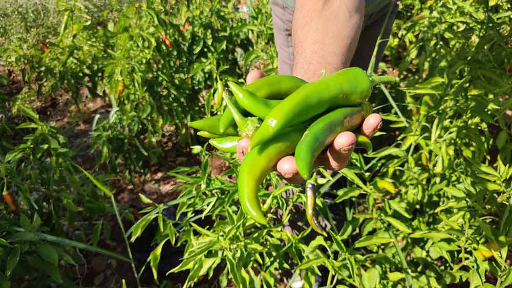 Acisiyla Meshur Kayaca Biberinde Hasat Sona Erdi 1