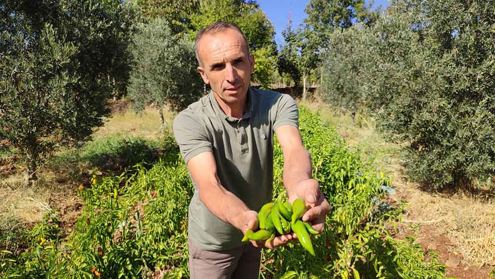 Acisiyla Meshur Kayaca Biberinde Hasat Sona Erdi 2