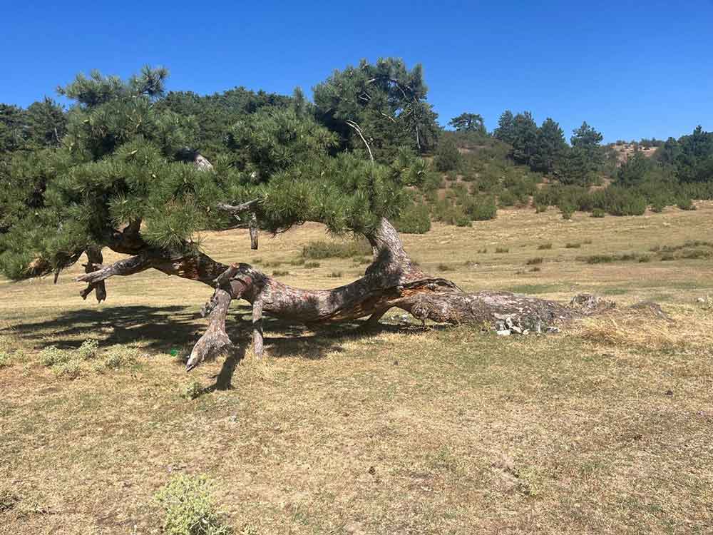 Asirlik Camin Yasam Mucadelesi 1