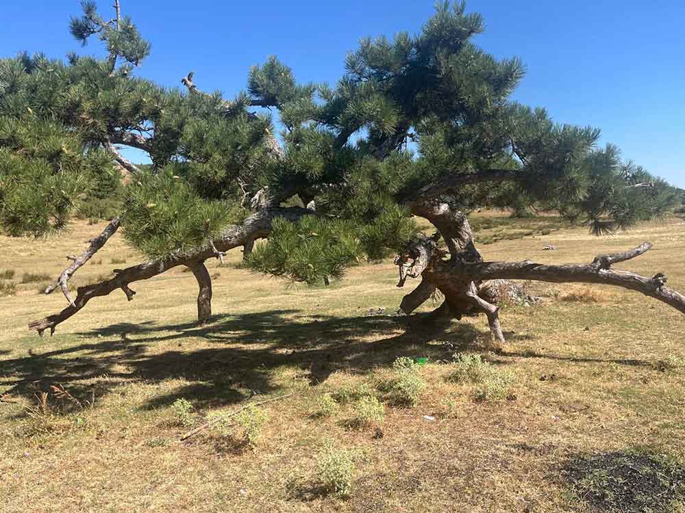 Asirlik Camin Yasam Mucadelesi