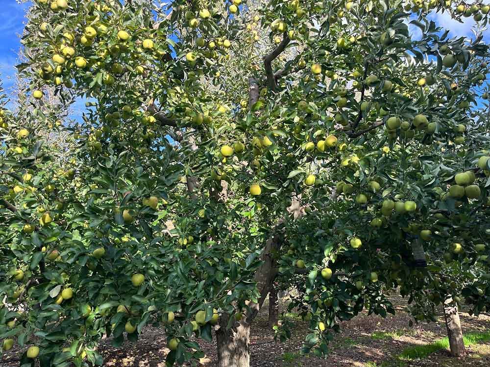 Buldan Elmasi Bu Yil Rekor Kirdi Ureticinin Yuzu Guldu 4