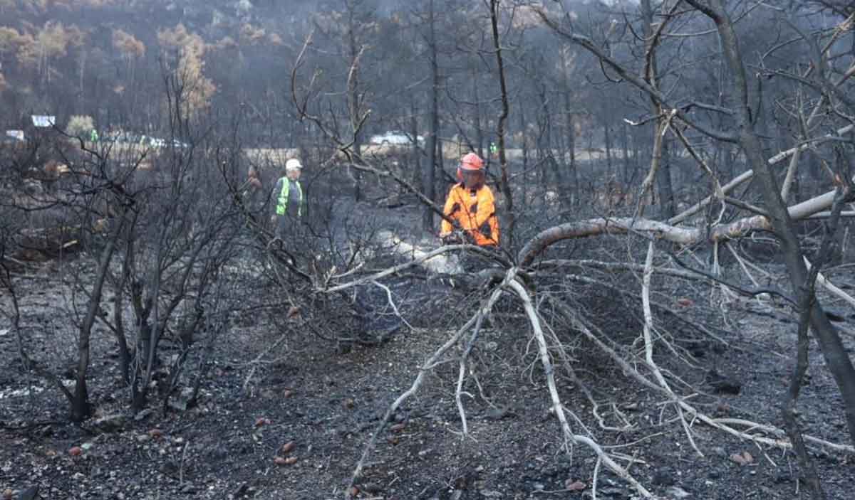 Cankurtaranda Yanan Bolgeler Yesillendiriliyor