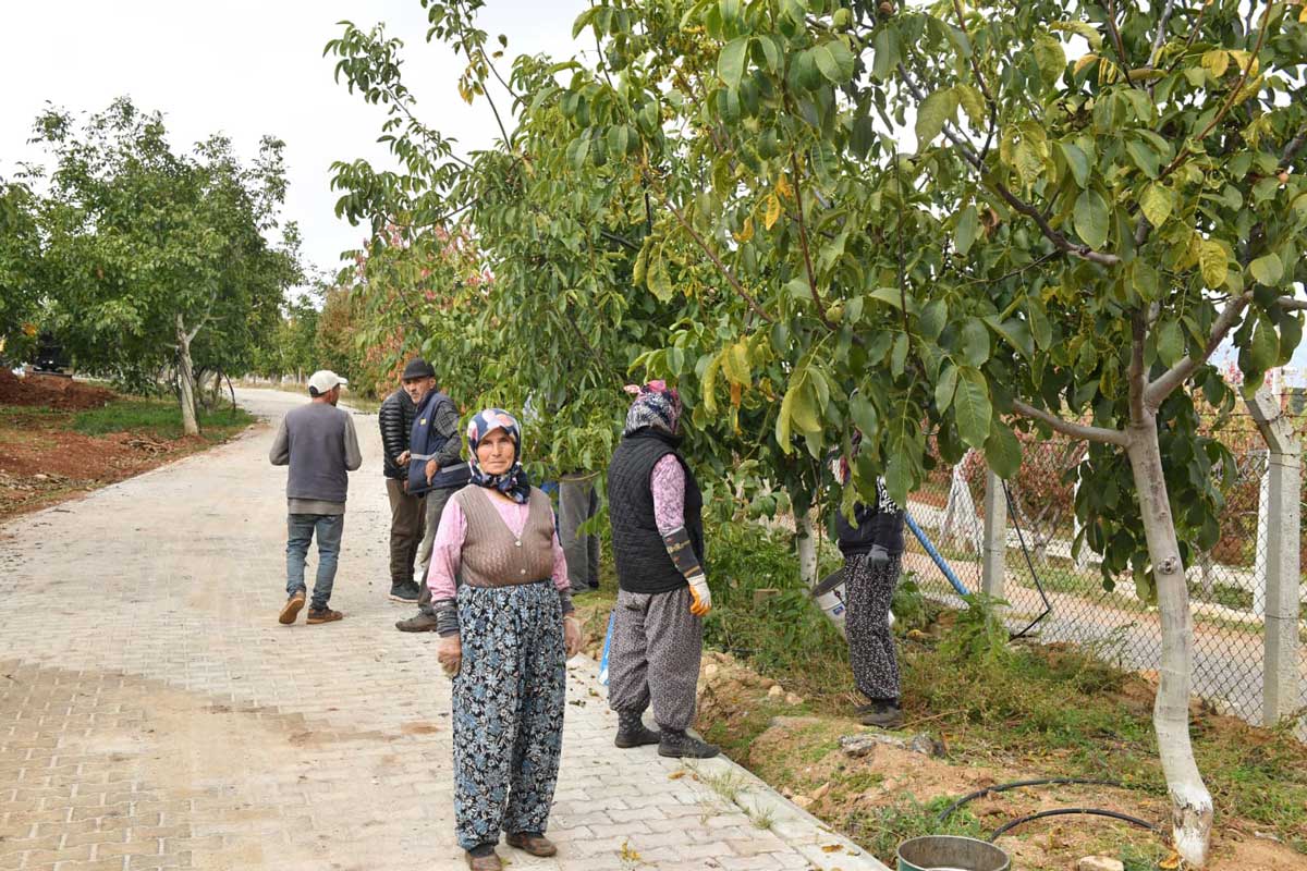 Cevizin Baskenti Denizlide Ceviz Hasadi Basladi3