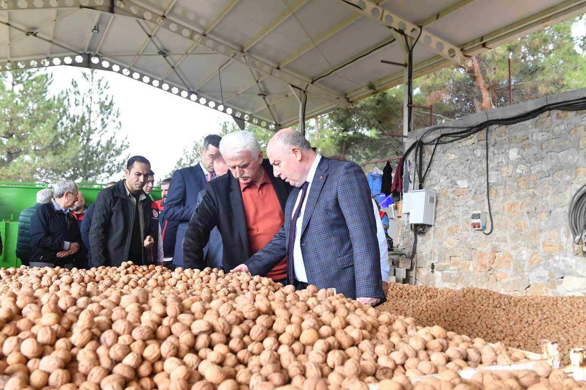 Cevizin Baskenti Denizlide Ceviz Hasadi Basladi5