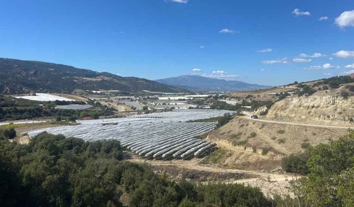 Denizlide Cekirdeksiz Sultaniye Uzumleri Koruma Altina Alindi 1