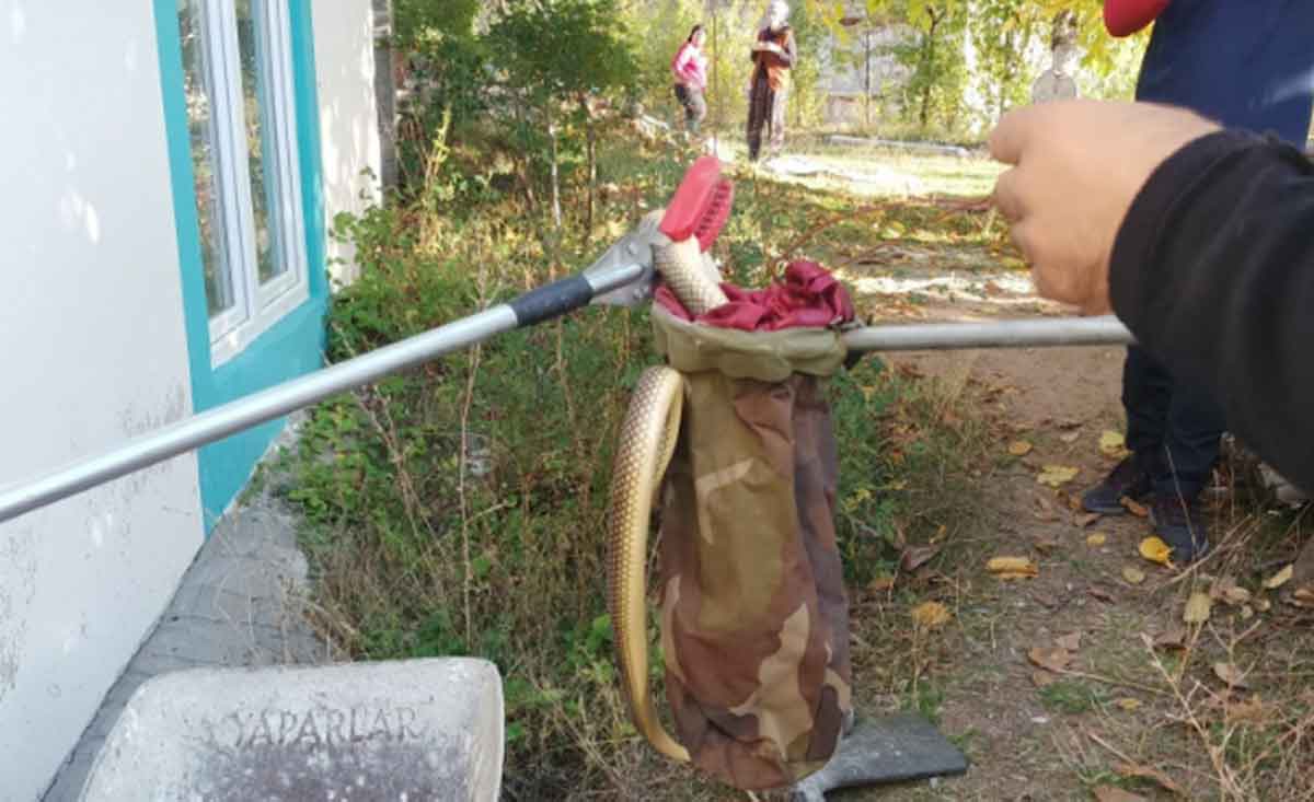 Denizlinin O Mahallesinde 2 Metrelik Yilan Panigi 1