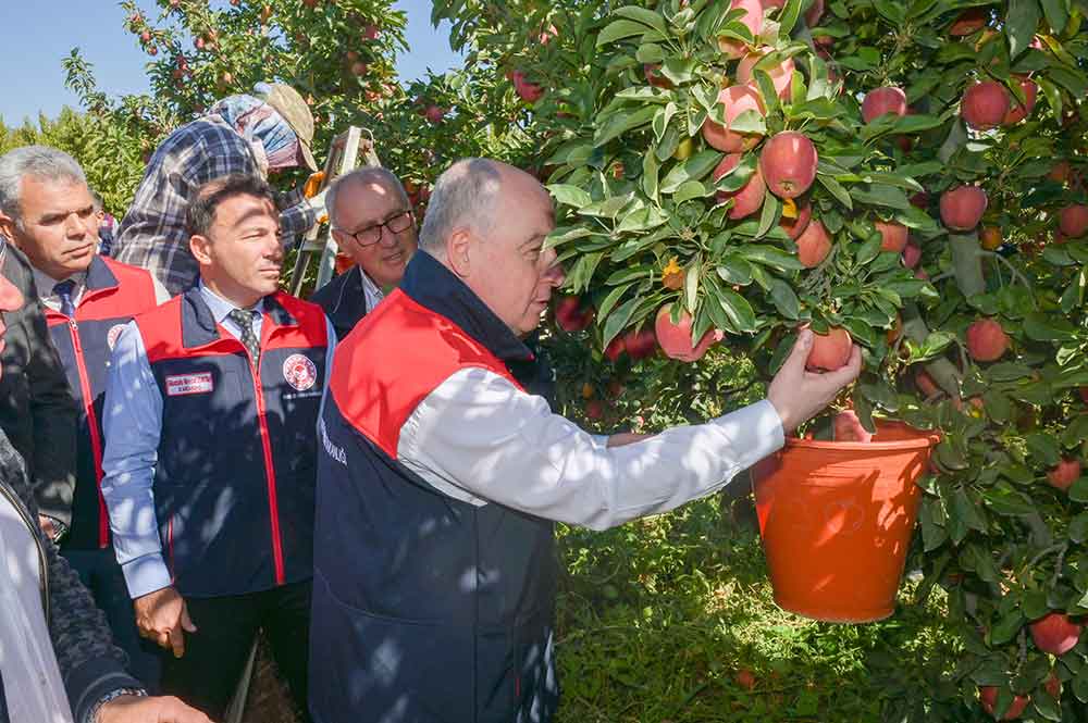 Egenin Elma Deposu Civrilde Hasat Basladi 1