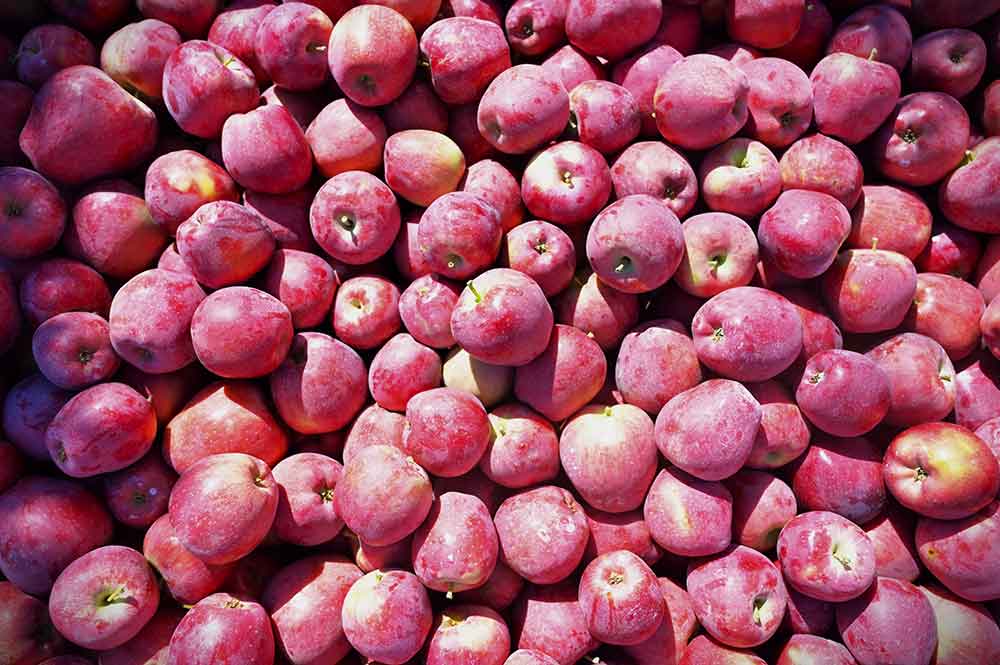 Egenin Elma Deposu Civrilde Hasat Basladi 3