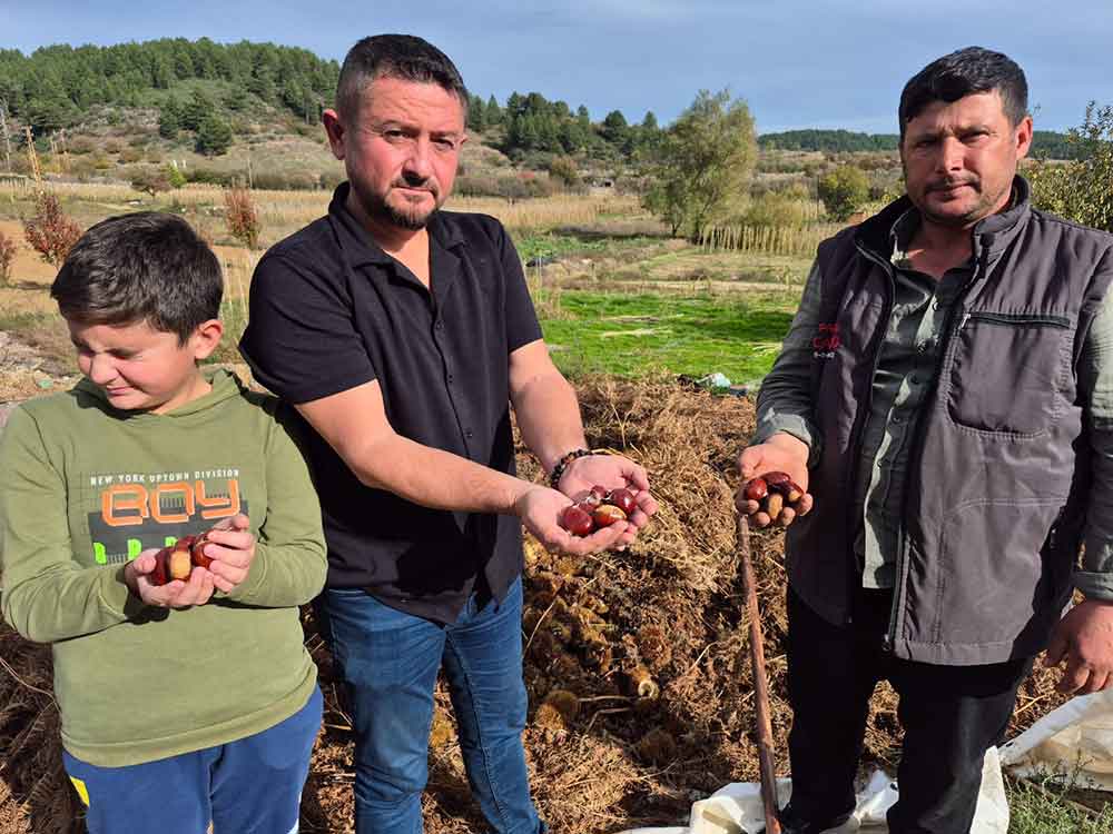 Alandiz Kestanesinde Hasat Basladi 1