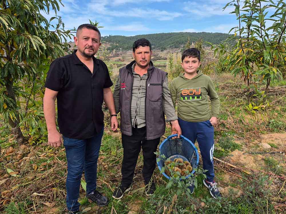 Alandiz Kestanesinde Hasat Basladi 2