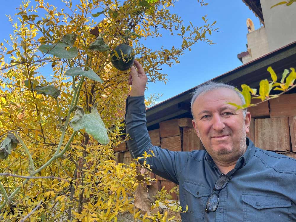 Bahceye Ektigi Kabak Nar Agacinin Tepesinde Meyve Verdi 2