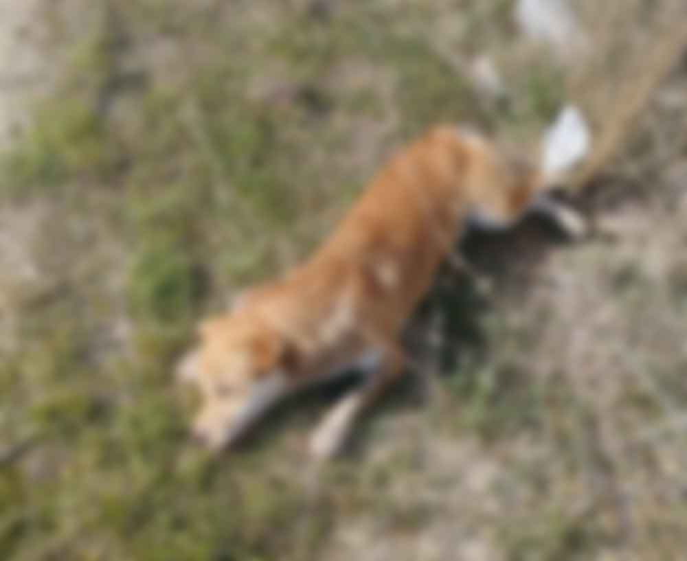 Buldanda Yol Kenarinda Olu Kopekler Bulundu