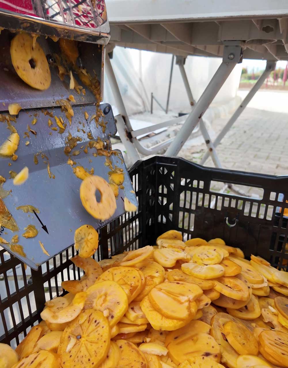 Denizli Cennet Hurmasi Cips Yapimi2