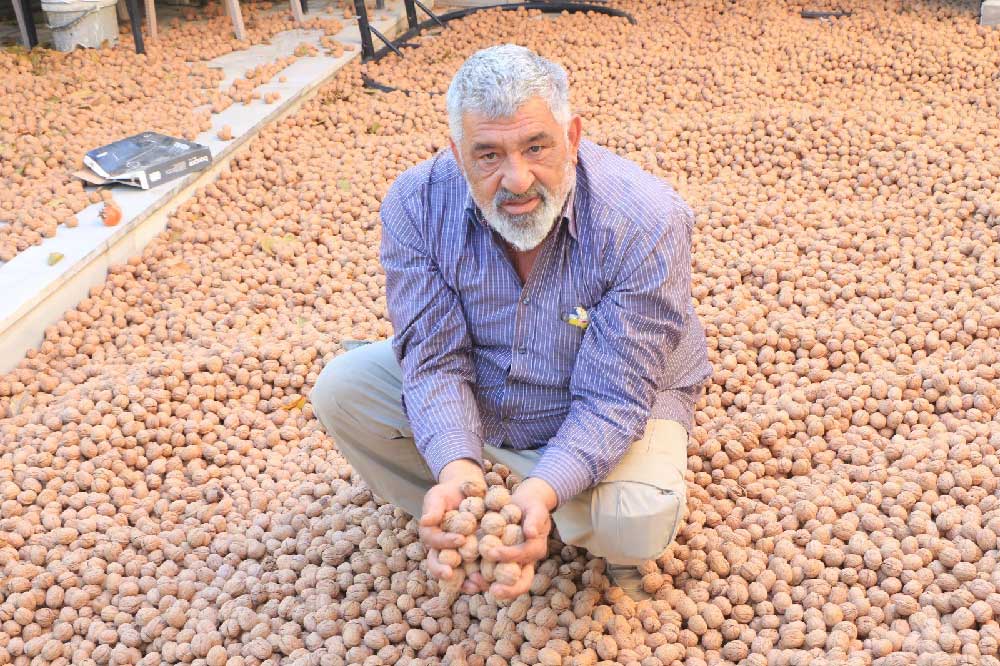 Fransadan Kesin Donus Yapan Gurbetci Memleketinde Ceviz Uretimine Basladi 1