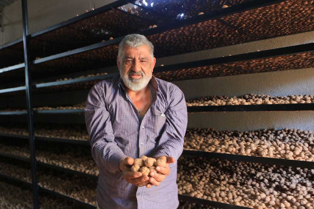 Fransadan Kesin Donus Yapan Gurbetci Memleketinde Ceviz Uretimine Basladi 2