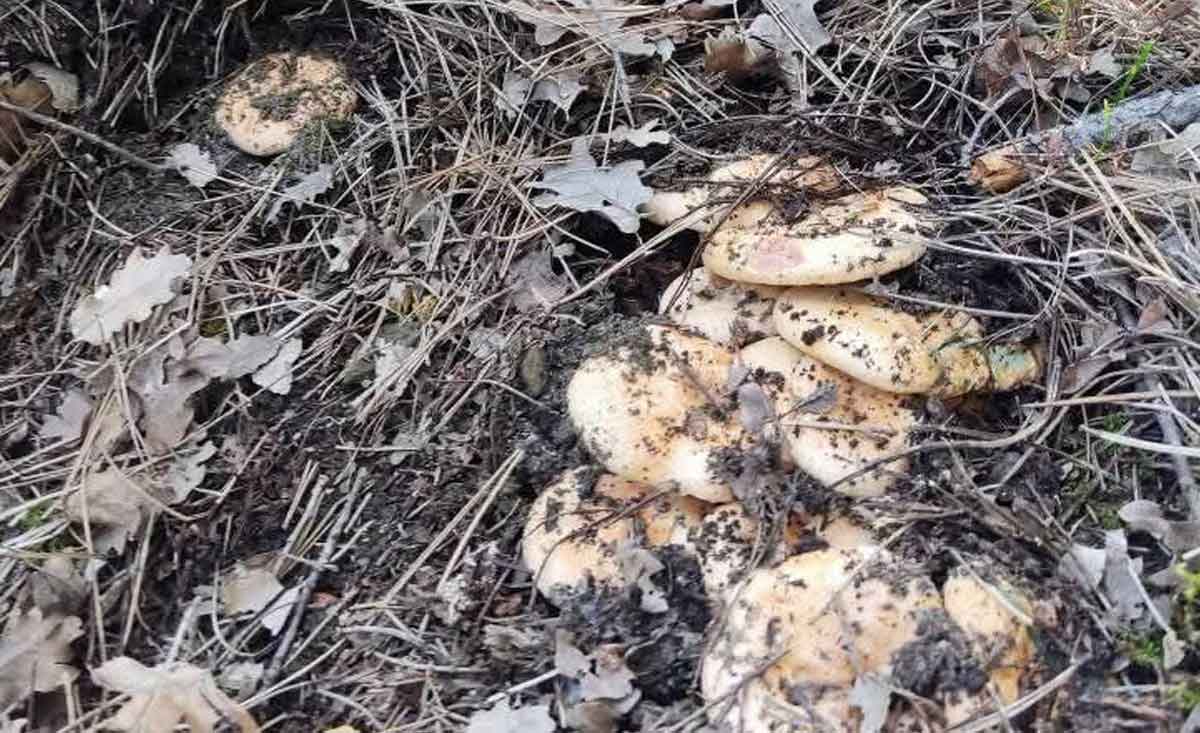 Mahalleli Hem Doga Yuruyus Yapiyor Hemde Cintar Topluyor 2