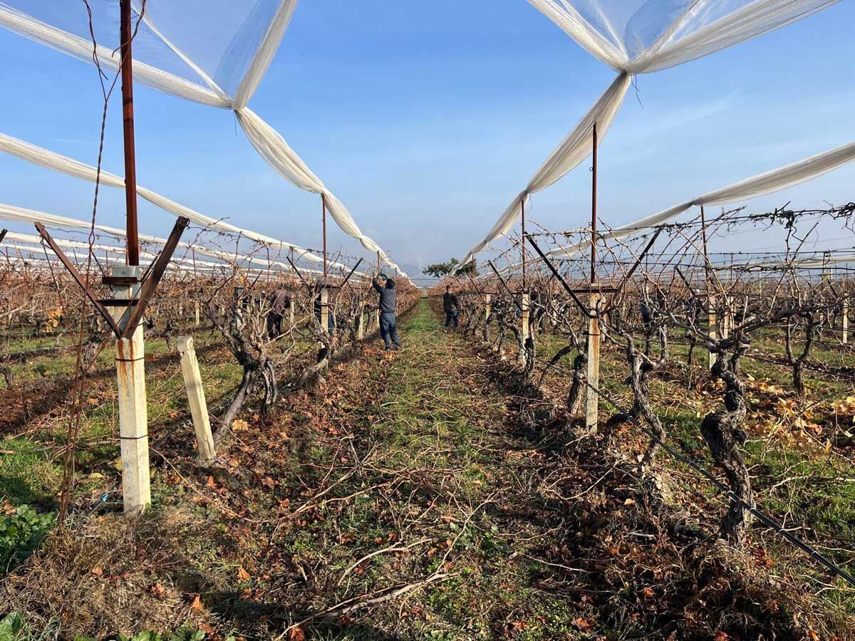 Buldan Denizli Uzum Baglari Asmalar1