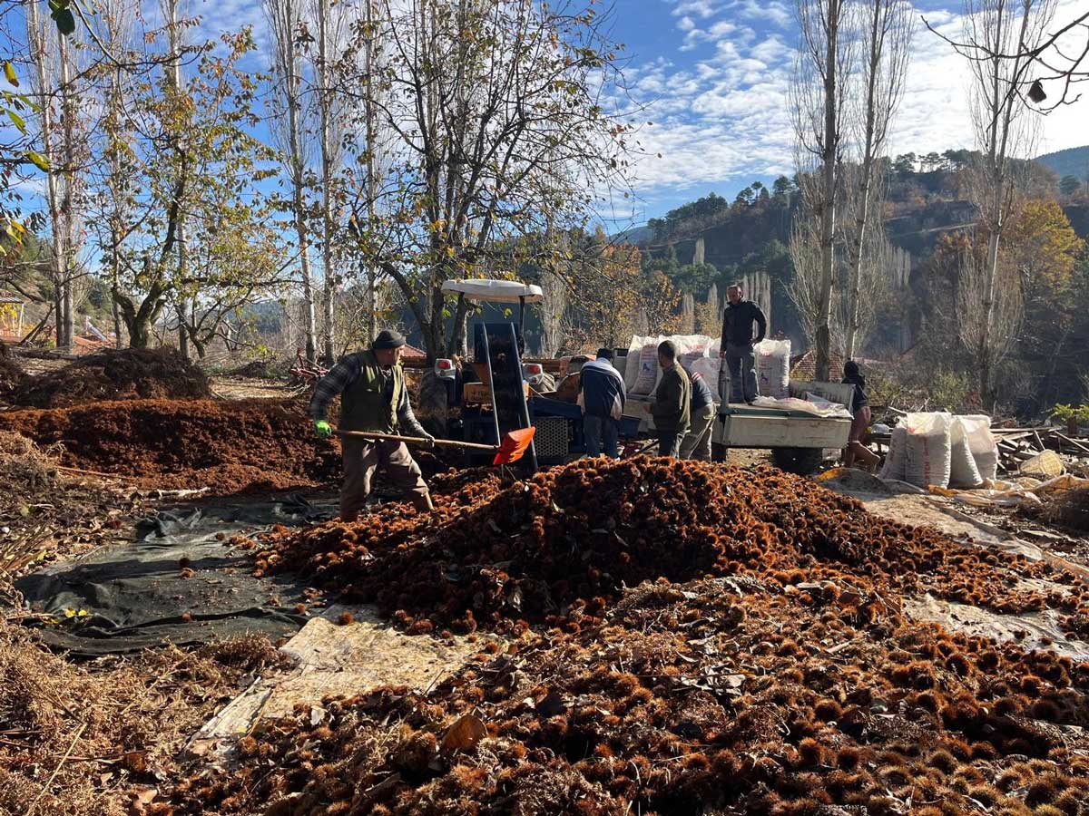 Denizli Buldan Kestanesi1