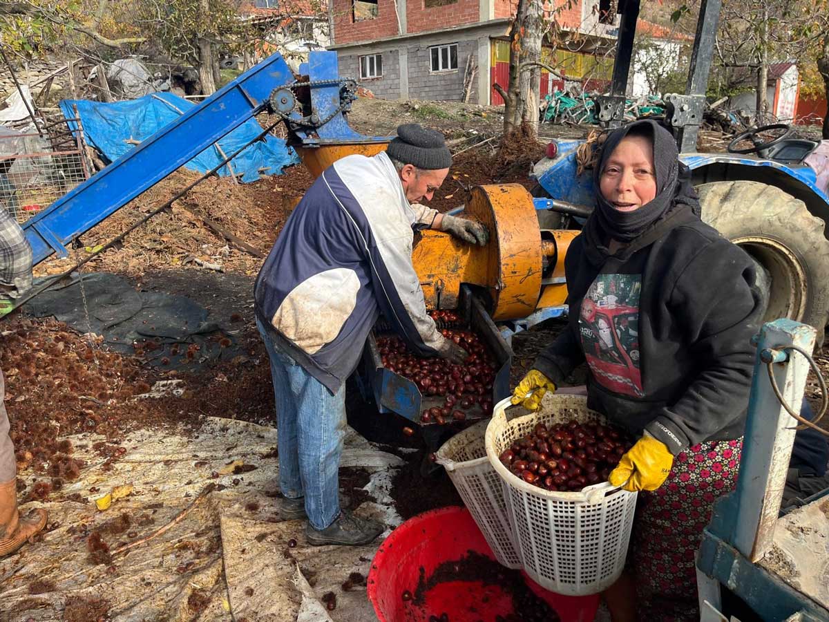 Denizli Buldan Kestanesi3