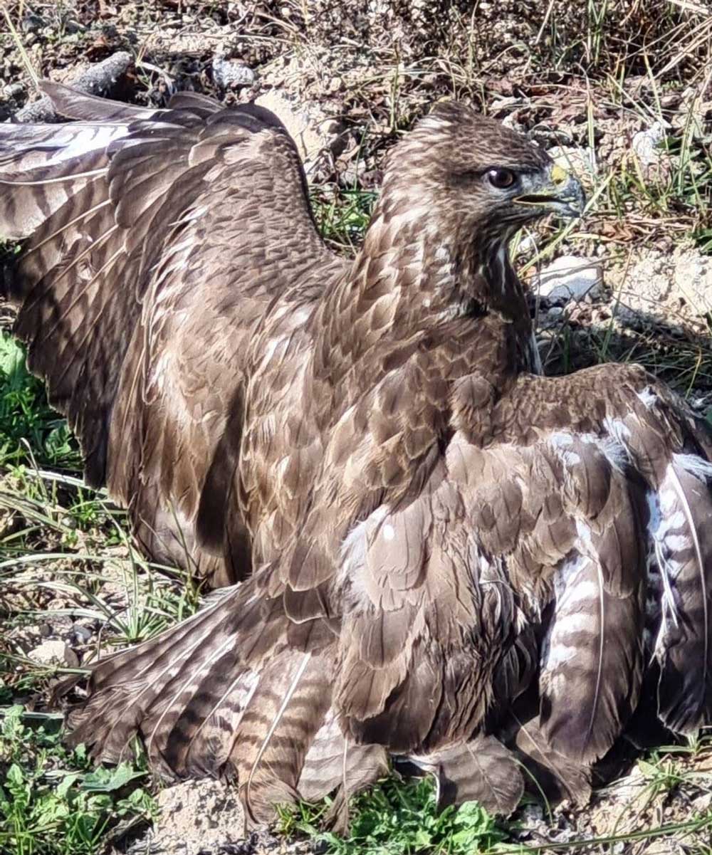 Denizli Buldan Yarali Sahin1