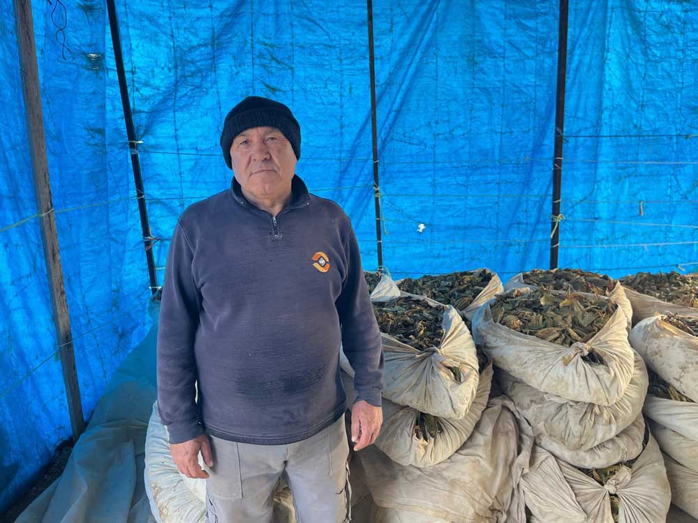 Denizli Tutun Basfiyat Buldan Turlubey1