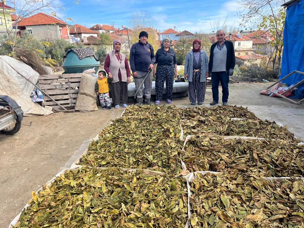 Denizli Tutun Basfiyat Buldan Turlubey2