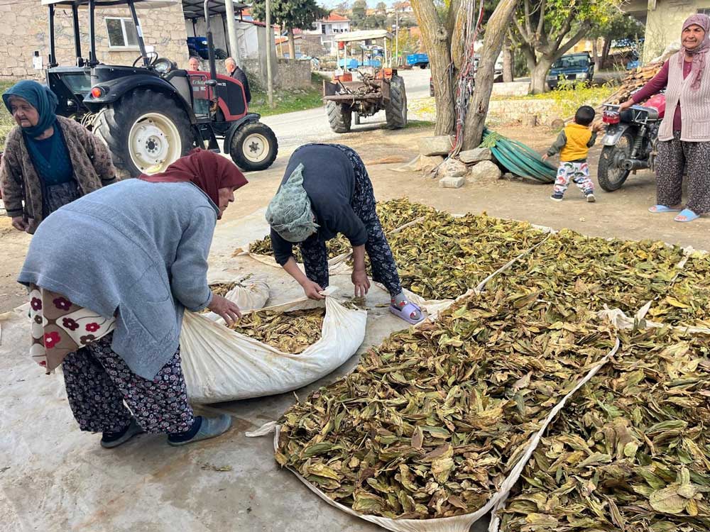 Denizli Tutun Basfiyat Buldan Turlubey3