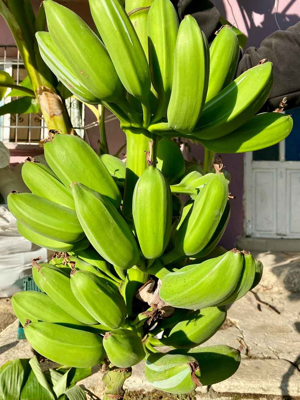 Inat Etti 70 Rakimda Muz Hasadi Yapti 2