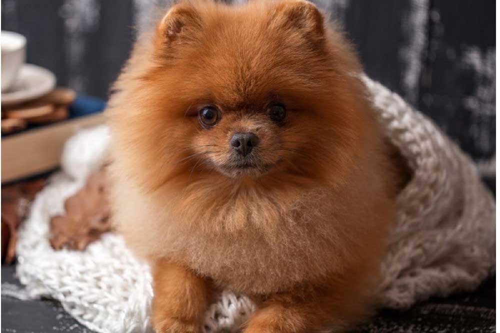 Pomeranian Boo Satin Alirken Dikkat Edilmesi Gerekenler 1