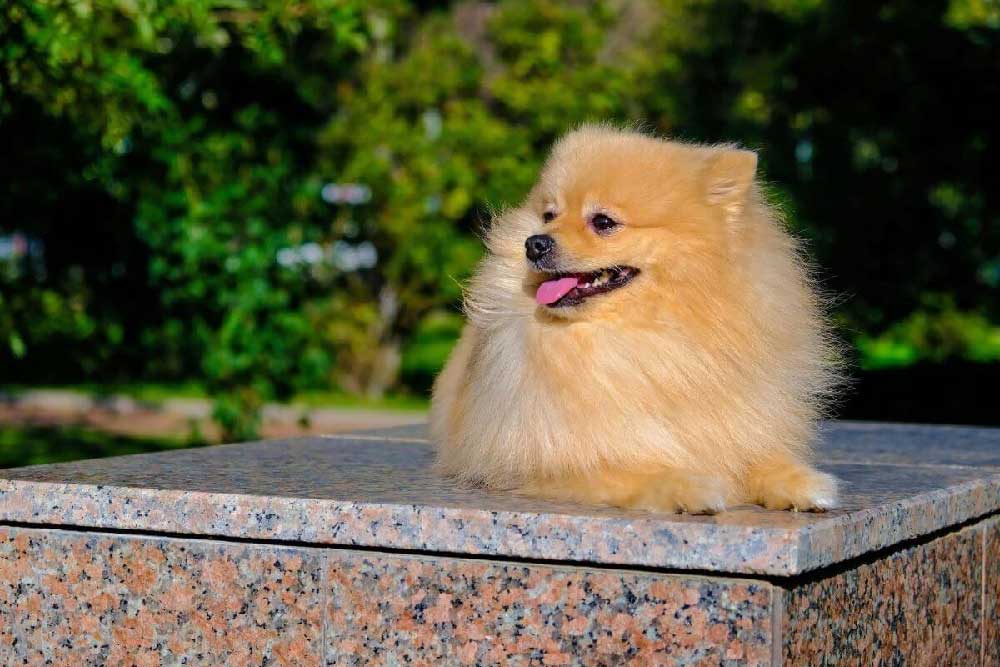 Pomeranian Boo Satin Alirken Dikkat Edilmesi Gerekenler 2
