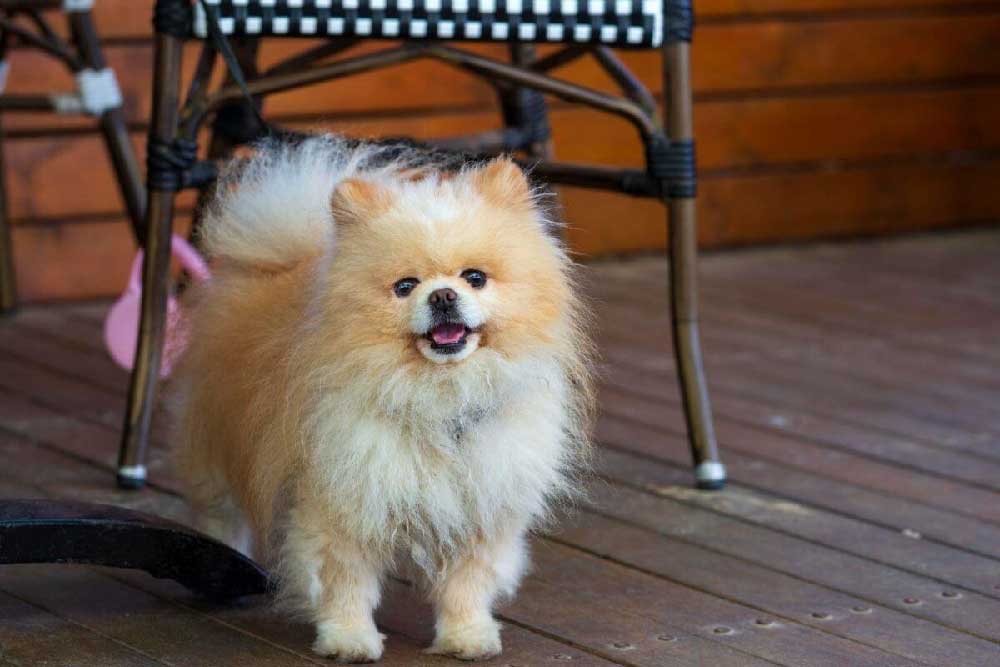 Pomeranian Boo Satin Alirken Dikkat Edilmesi Gerekenler 4