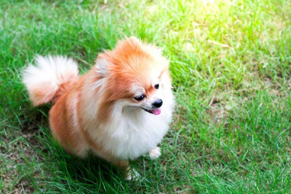 Pomeranian Boo Satin Alirken Dikkat Edilmesi Gerekenler