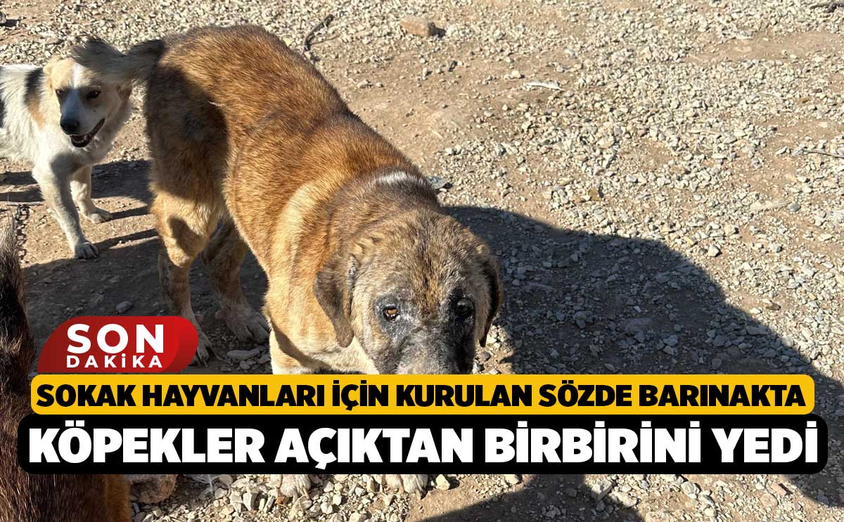 Sokak Hayvanlari Icin Kurulan Sozde Barinak Kopekler Aciktan Birbirini Yedi 1