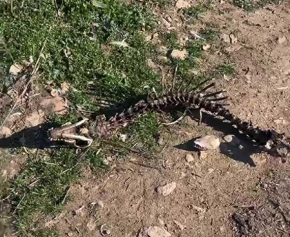 Sokak Hayvanlari Icin Kurulan Sozde Barinak Kopekler Aciktan Birbirini Yedi 2