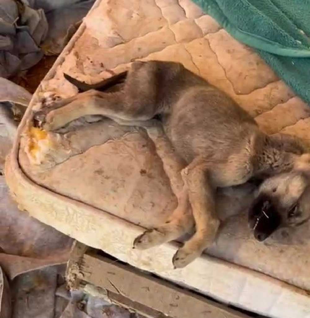 Sokak Hayvanlari Icin Kurulan Sozde Barinak Kopekler Aciktan Birbirini Yedi 4