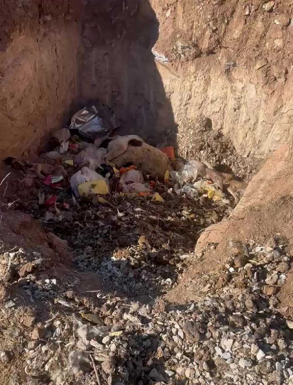 Sokak Hayvanlari Icin Kurulan Sozde Barinak Kopekler Aciktan Birbirini Yedi 6