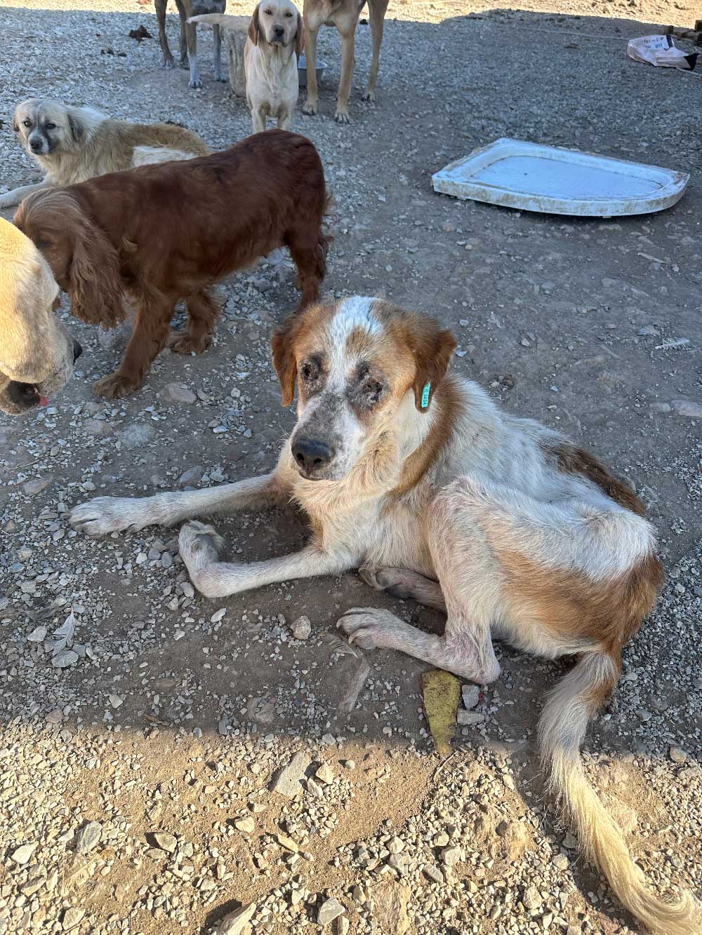 Sokak Hayvanlari Icin Kurulan Sozde Barinak Kopekler Aciktan Birbirini Yedi 7