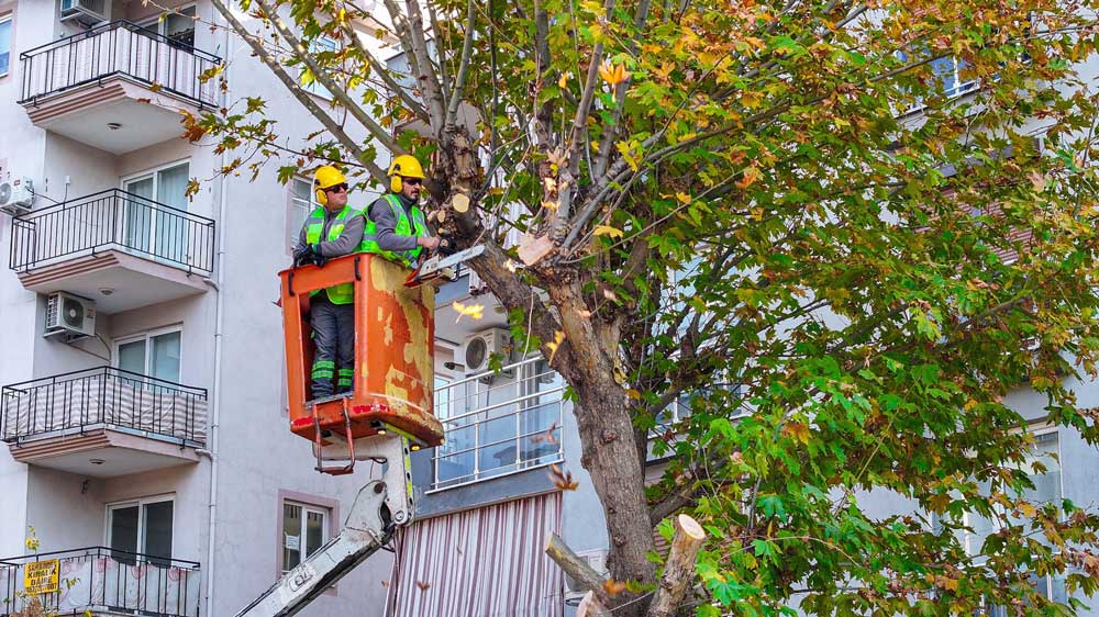 Denizlide Budanan Agaclar Yuvalari Isitiyor2