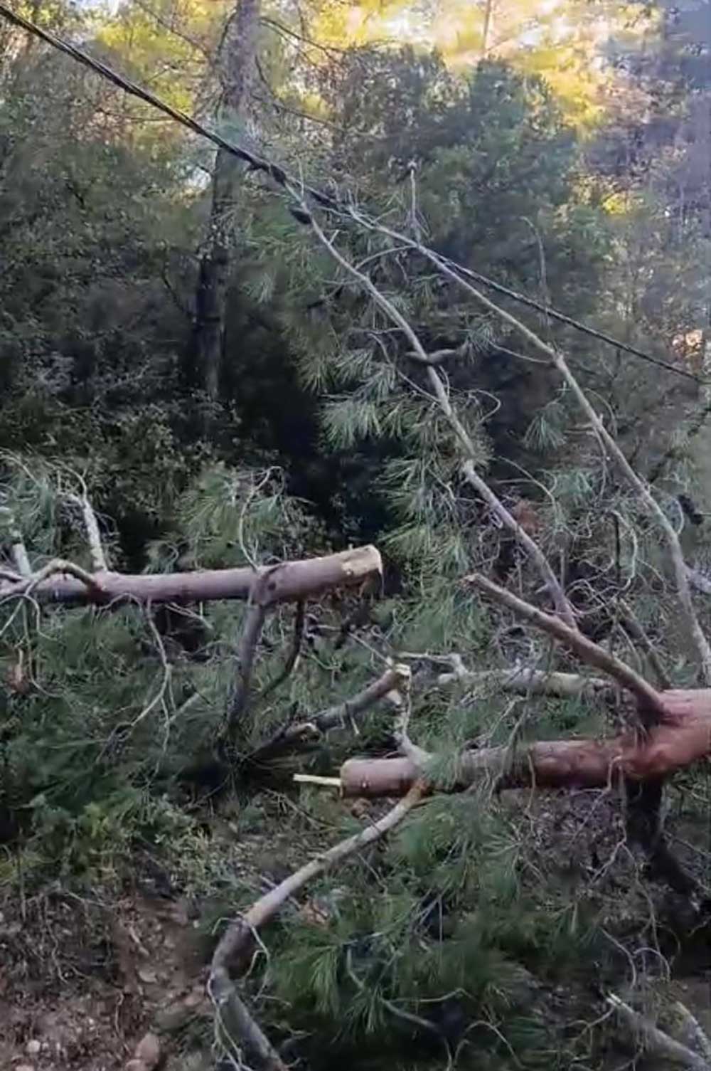 Firtinadan Devrilen Agaclar Yolu Kapatti 1