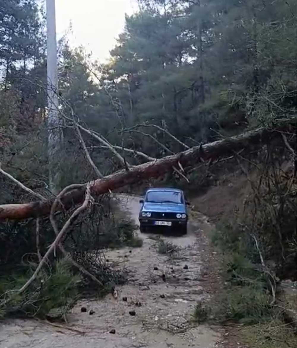 Firtinadan Devrilen Agaclar Yolu Kapatti 2